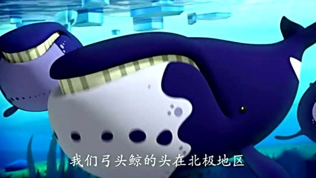 海底小纵队:弓头鲸的脑袋好大,有汽车那么大,而且很喜欢唱歌.