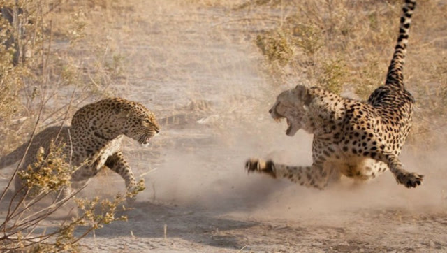 猎豹大战花豹,狮群,鬣狗群隐藏在草丛中观战