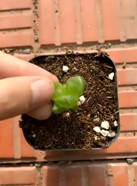 草玉露的扦插,掰下后晾两天,潮土上盆,放通风阴凉处就可以