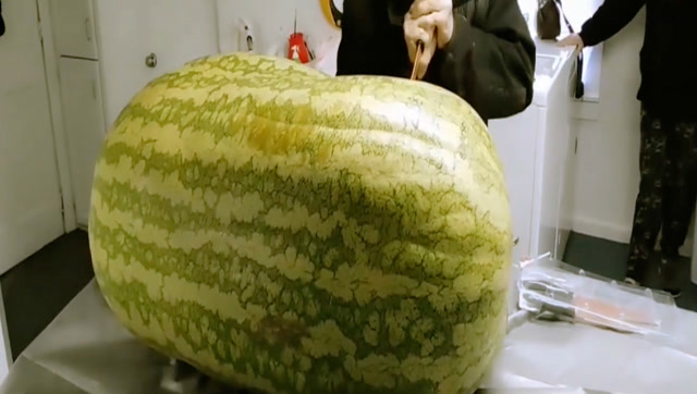 赶紧来瞧一瞧,130公斤的超大西瓜,还没有见过这么大的西瓜.