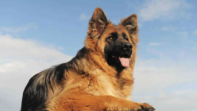 揭秘!世界顶级护卫犬中之王——德国牧羊犬!