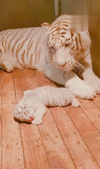 刚出生的小老虎太可爱了,虎妈的眼神更是满满的溺爱!