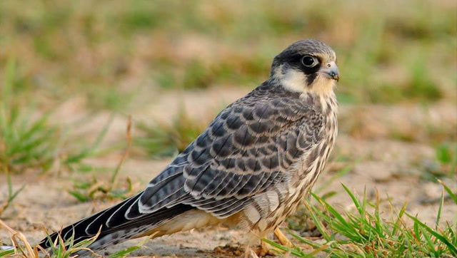 贱贱的报信鸟破坏土著人捕猎,最后帮了别人自己却成了晚餐