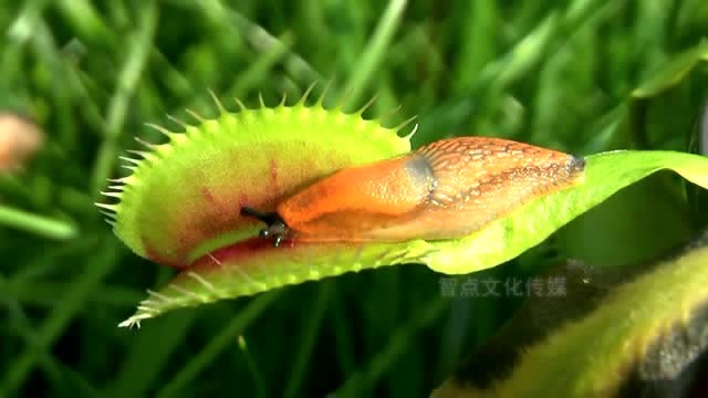 实拍捕蝇草捕食的精彩瞬间,基本百发百中,无一例外