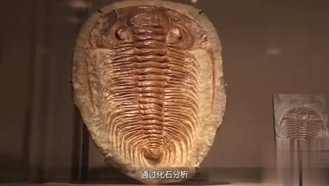 世界上最大的蟑螂,女生看了尖叫,没想男生也不淡定!