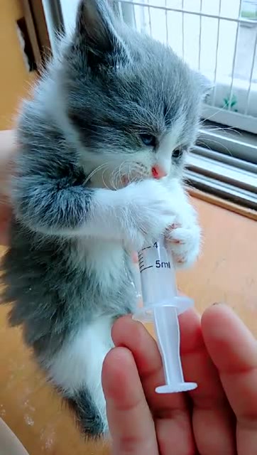 这样喂猫咪喝奶,猫咪很听话哦.