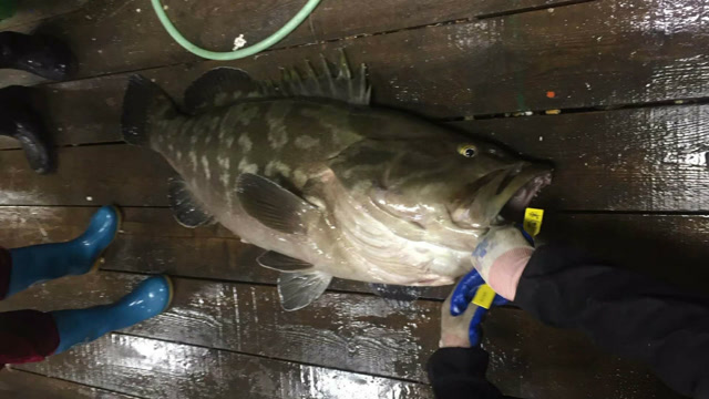 深海夜钓大石斑鱼,欢呼声大过海浪声