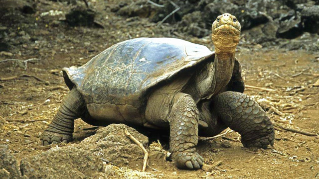 全球现存体型最大的陆龟:加拉帕戈斯象龟