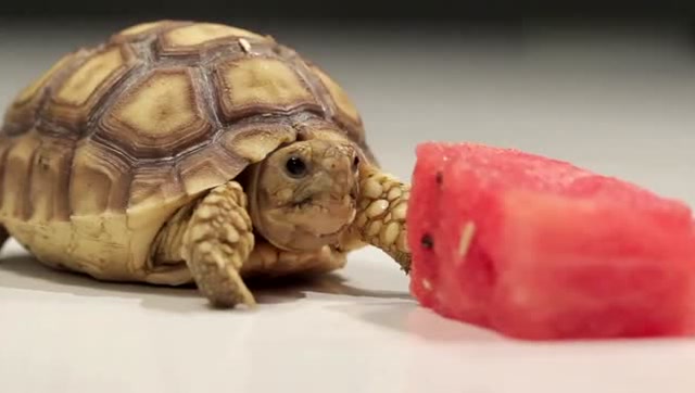 小乌龟吃西瓜,硬生生的吃出鸡腿的味道,超级萌