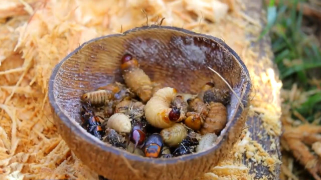 烹饪美味的棕榈虫,蛋白质超丰富,营养价值高