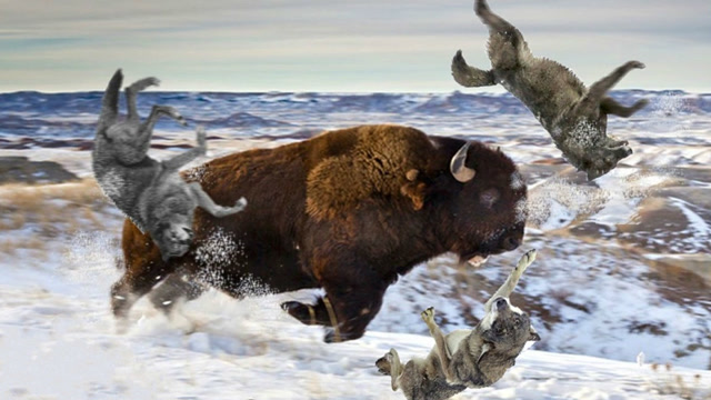 狼群背后偷袭野牛宝宝,野牛瞬间发飙狂怼狼群,镜头拍下全过程!