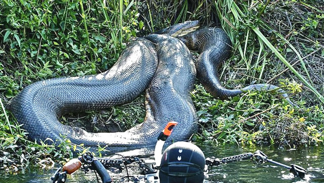越南传说中的巨大蟒蛇现身,太可怕了!