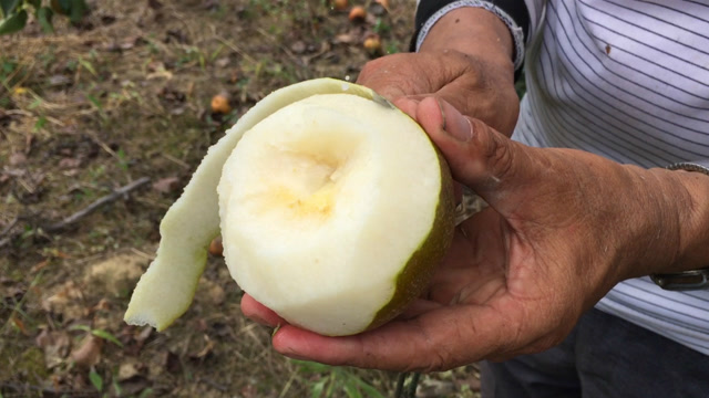 梨子熟了,大山里的农村土梨,水分十足真好吃!
