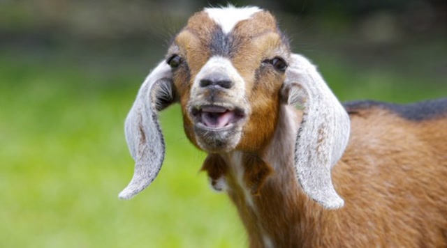 大耳朵的羊, 小编见识短, 还是第一次看!