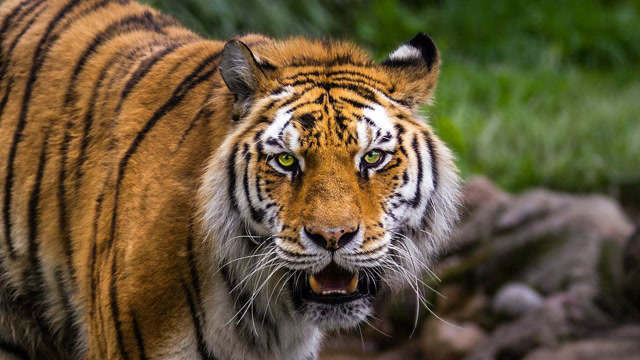 实拍猛虎与野牛的生死搏斗,老虎残忍啊!