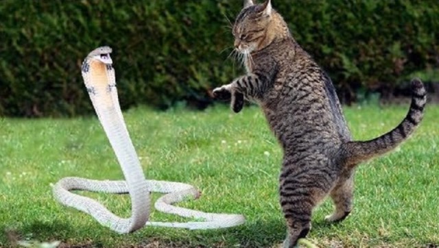 猫咪大战眼镜蛇,场面简直太激励了,网友:看得我心惊胆战!