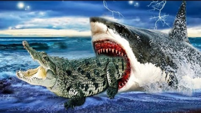 一山不容二虎,当鲨鱼对战鳄鱼,谁是最后赢家?镜头拍下激烈过程
