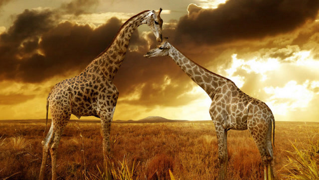 高大的长颈鹿,被一头矮小的狮子追赶着,网友:白长那么大的个!