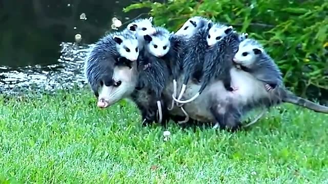 呆萌的负鼠妈妈背着一窝幼崽,太有爱了