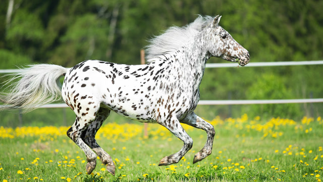 阿帕卢萨马——全世界最风骚的马,一身都是斑点