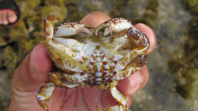 它被叫做"眼镜蛇蟹",听名字就知道它有多毒,遇见了离远点比较好