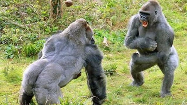 大猩猩酷爱拍胸脯一天至少50次把饲养员都乐坏了