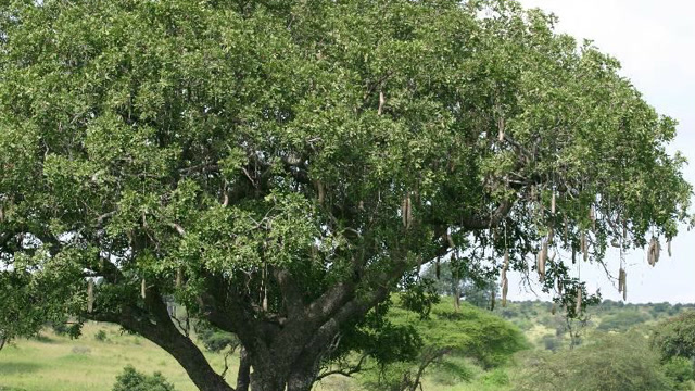 美国有棵被称为"世界爷"的树,没有人能够拍下它的完整照片