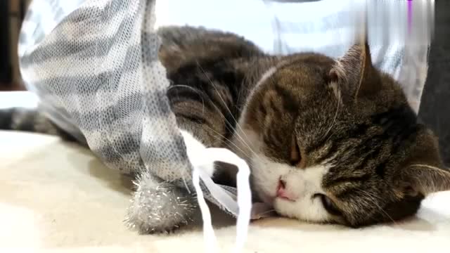 猫咪睡觉时还不忘摇尾巴真是可爱到犯规