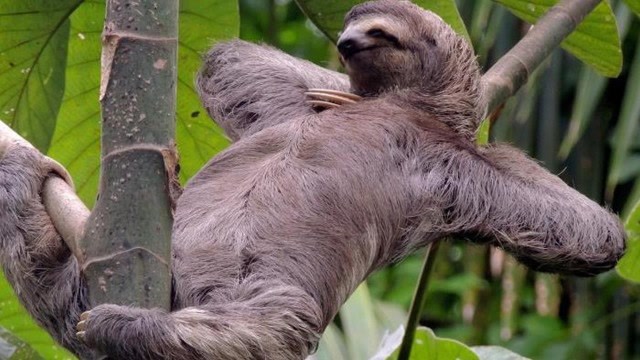 树懒到底有多懒?一个星期上一次厕所,一次就排泄三公斤