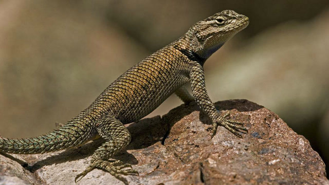 刺蜥会摆动手臂和脑袋,这是它们发出信号的方式,方式多变