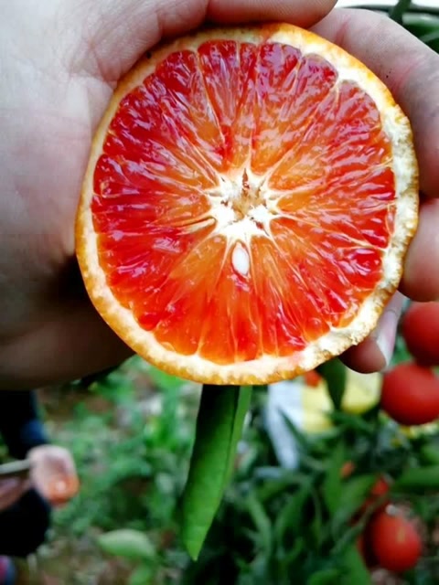 这么红的橘子你见过没