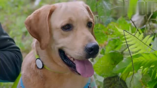 神犬小七:两个人居然这么听一只狗的话!