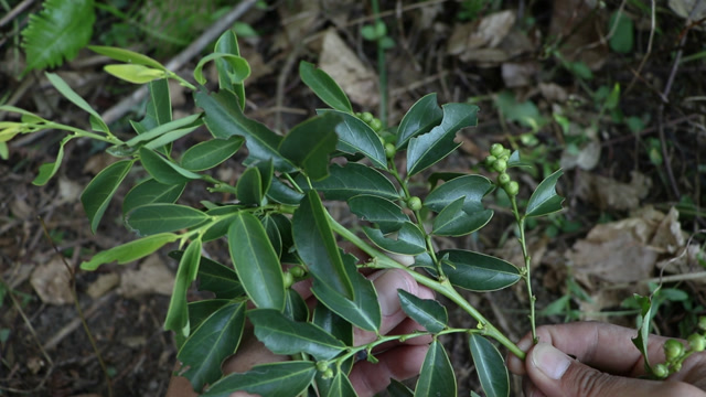 农村陈小哥:草药植物《黑面神》,有人叫它鬼画符,用途不简单