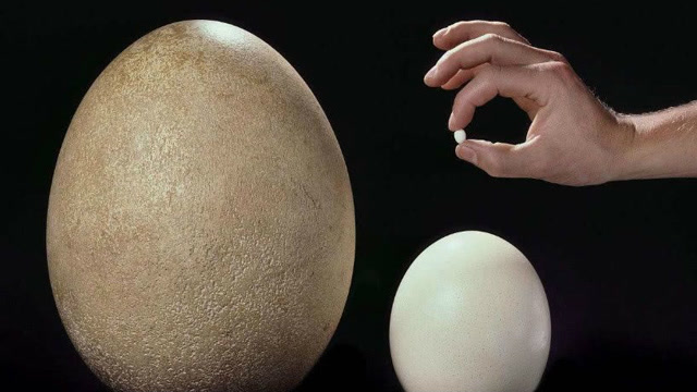 世界最大鸟蛋:100枚鸡蛋大小,51万元一枚,网友:吃得起买不起!