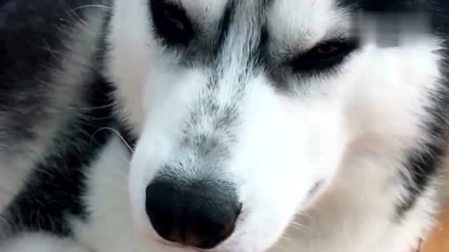 哈士奇被主人骂哭了,表情太搞笑了