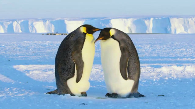 企鹅夫妇为了迎接宝宝的到来,提前用雪球来练习,网友:好有爱!