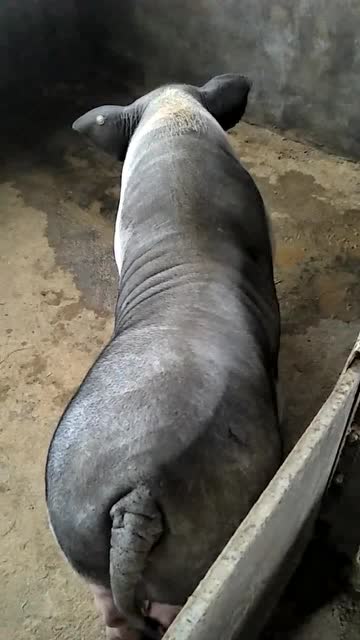 最大的陆川香猪,450斤