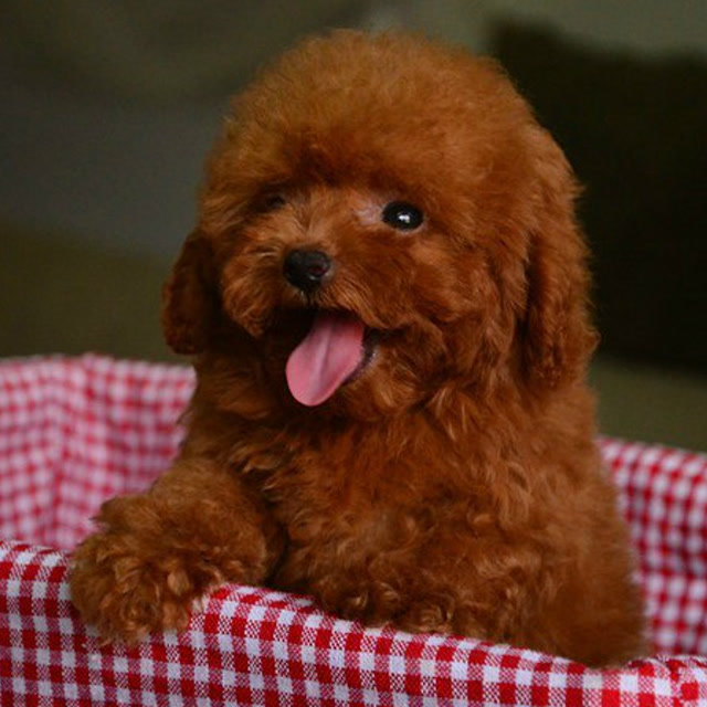 高品质泰迪犬 纯种狗狗 小体茶杯泰迪