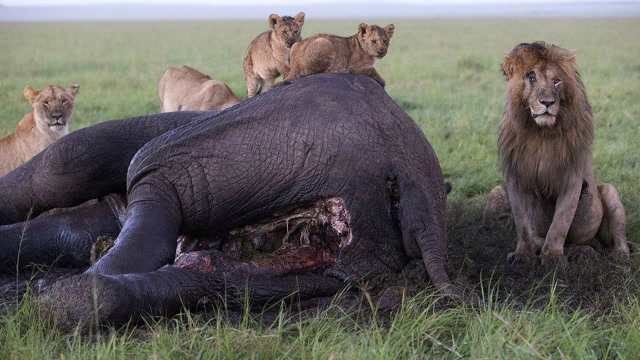 饥饿狮子猎杀大象 冒着丢性命风险去拼搏终于吃上大餐