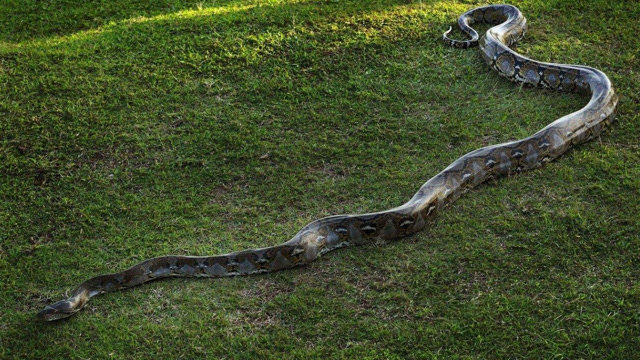 罕见一幕蟒蛇战力有多强实拍9米巨蟒大战老虎场面异常残暴
