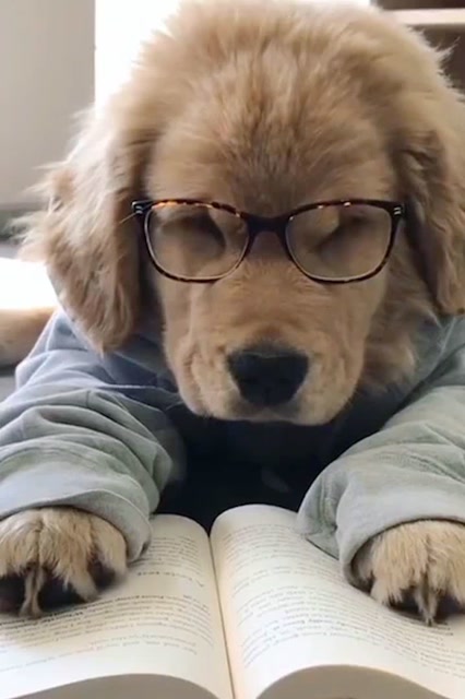 别人家狗狗都会写作业,为什么你一看书就犯困?