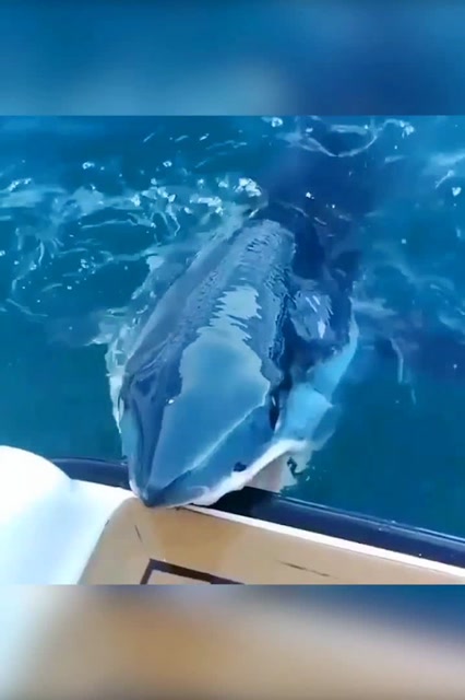 鲨鱼咬到船了