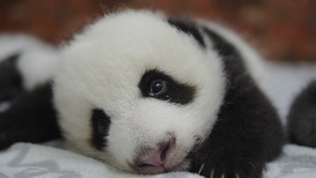 熊猫金玉简直自带笑点,在奶妈面前耍赖不肯回家,小眼睛太贼了!