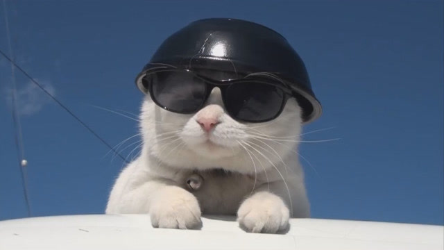 猫咪静静地趴着,还戴着墨镜,装扮十分帅气