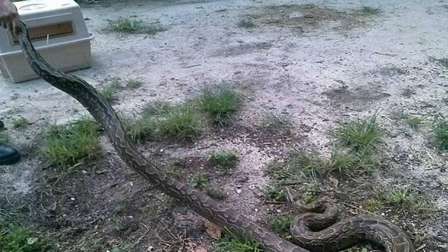 森蟒在水中捕食的样子是怎样的呢?直叫人恐怖!