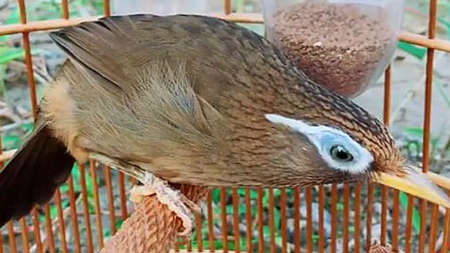 画眉鸟:头平嘴尖,腿粗爪利,胆毛宽广,好一只"战将"