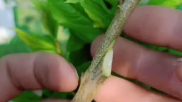 李子树该如何嫁接采用最简单有效的方法就可以成活率高