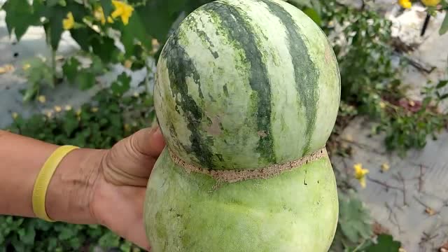 眼拙的都认为是模具造型嫁接的,葫芦西瓜其实是自然长成