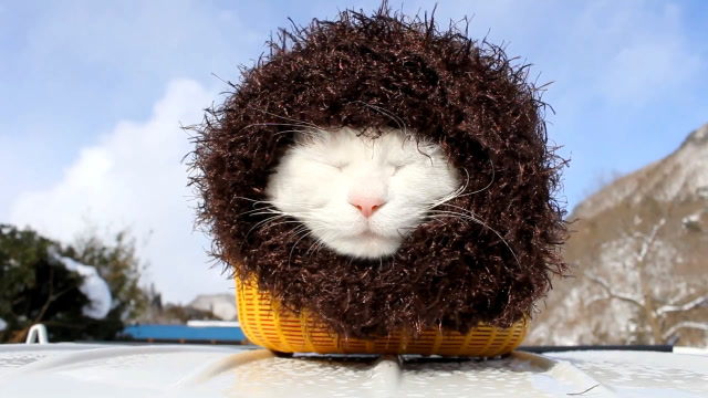 猫大叔把自己打扮得像个大胡子老头一样,看起来好丑啊