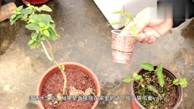 教你如何扦插五色梅天冷也不怕扦插成功后来年就能开花